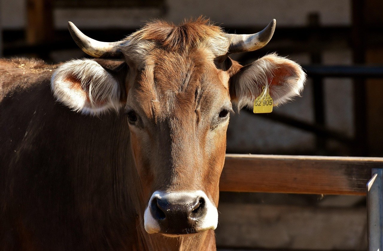 cow, cattle, horns, animal, beef, livestock, mammal, farm, rural, agriculture, countryside, farm animal, nature, pasture